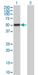 GAL3ST4 Polyclonal Antibody, MaxPab™