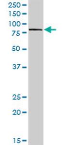 GAL3ST4 Antibody in Western Blot (WB)