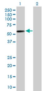 GAL3ST4 Polyclonal Antibody, MaxPab™