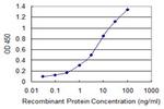 LRRK1 Antibody in ELISA (ELISA)