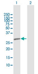 LIN28 Polyclonal Antibody, MaxPab™