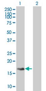 GEMIN7 Polyclonal Antibody, MaxPab™
