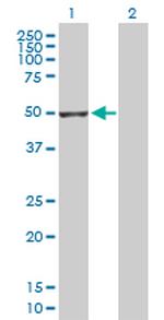 GSDMD Polyclonal Antibody, MaxPab™