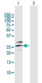 C12orf49 Polyclonal Antibody, MaxPab™