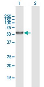 UGT2A3 Polyclonal Antibody, MaxPab™