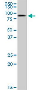 GSTCD Polyclonal Antibody, MaxPab™