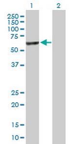 SLTM Polyclonal Antibody, MaxPab™