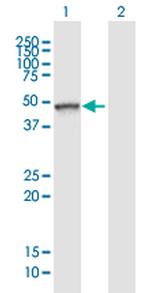 TLE6 Polyclonal Antibody, MaxPab™