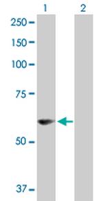 PDZD3 Polyclonal Antibody, MaxPab™