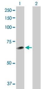 NEK11 Polyclonal Antibody, MaxPab™