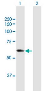 FLJ12529 Polyclonal Antibody, MaxPab™