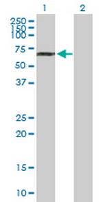 NUP85 Polyclonal Antibody, MaxPab™