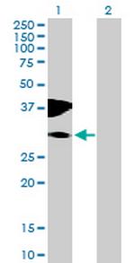 C10orf81 Polyclonal Antibody, MaxPab™
