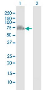 GRHL2 Polyclonal Antibody, MaxPab™