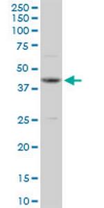 OBFC1 Polyclonal Antibody, MaxPab™