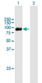 RBM35B Polyclonal Antibody, MaxPab™