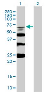 RMI1 Polyclonal Antibody, MaxPab™
