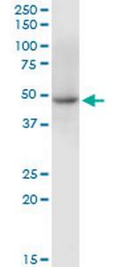 C10orf97 Polyclonal Antibody, MaxPab™