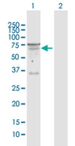 SEMA6D Polyclonal Antibody, MaxPab™