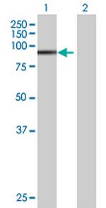 ZNF606 Polyclonal Antibody, MaxPab™