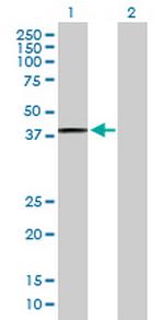 PTGES2 Polyclonal Antibody, MaxPab™