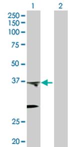 PTGES2 Antibody in Western Blot (WB)