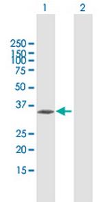 CENPT Polyclonal Antibody, MaxPab™