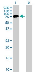 C13orf18 Polyclonal Antibody, MaxPab™