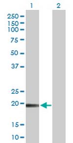 TMEM134 Polyclonal Antibody, MaxPab™