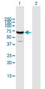 MUS81 Polyclonal Antibody, MaxPab™