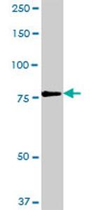 RUFY1 Antibody in Western Blot (WB)