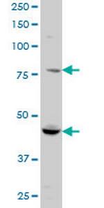RUFY1 Monoclonal Antibody (3A5)