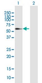 ELL3 Polyclonal Antibody, MaxPab™