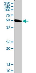 PLEKHO2 Antibody in Western Blot (WB)