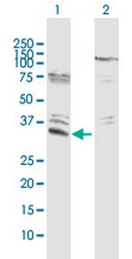 EFHD1 Polyclonal Antibody, MaxPab™