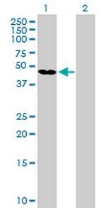 GKAP1 Antibody in Western Blot (WB)