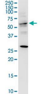 TRAF3IP3 Monoclonal Antibody (7E10)