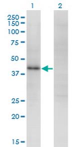 ZNF435 Monoclonal Antibody (4A9)