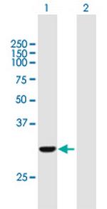 COASY Polyclonal Antibody, MaxPab™