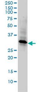 REC14 Monoclonal Antibody (3E5-1A12)