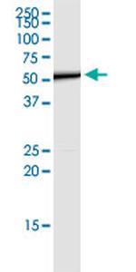 CD276 Monoclonal Antibody (2E12)