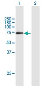 BHLHB9 Polyclonal Antibody, MaxPab™