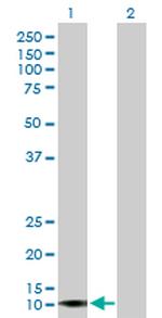 APOL4 Polyclonal Antibody, MaxPab™