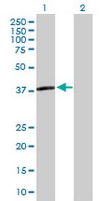 APOL3 Antibody in Western Blot (WB)
