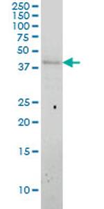 APOL3 Antibody in Western Blot (WB)