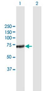 CFHL5 Polyclonal Antibody, MaxPab™
