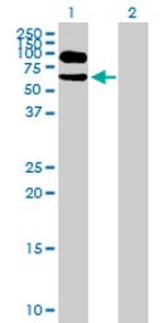 ITFG1 Polyclonal Antibody, MaxPab™
