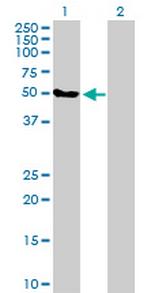 FBXO38 Polyclonal Antibody, MaxPab™