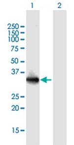 LMAN2L Polyclonal Antibody, MaxPab™