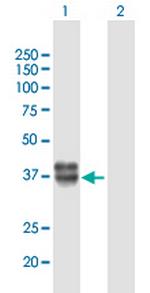 KAZALD1 Polyclonal Antibody, MaxPab™